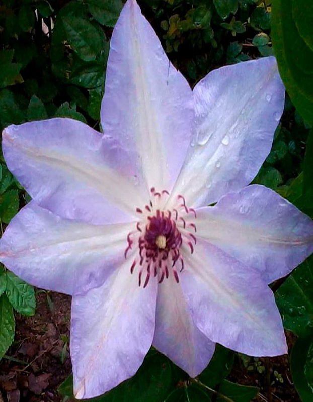 Клематис Иван Олссон 1 шт Р9